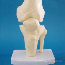 Human Knee Joint Anatomy Skeleton Model for Teaching (R020919)